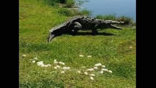13-foot crocodile pops out dozens of eggs with shocked onlookers feet away in Florida