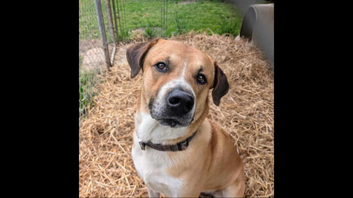 ‘Loving’ dog lost his ‘best buddy.’ Now back at shelter, he waits for new home
