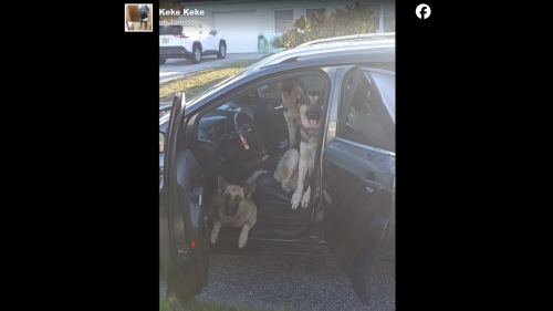Dogs jump in stranger’s car — and won’t budge, Florida cops say. ‘Holding my car hostage’