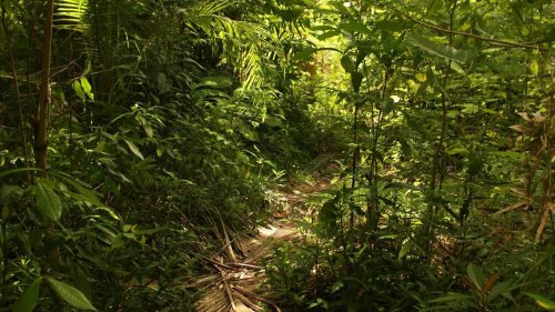 Rare bear among creatures spotted on trail cam in Thailand park. See them forage