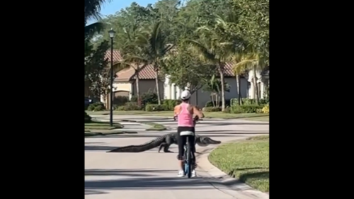 Watch lumbering alligator bring bicyclist to tense standstill in Florida neighborhood