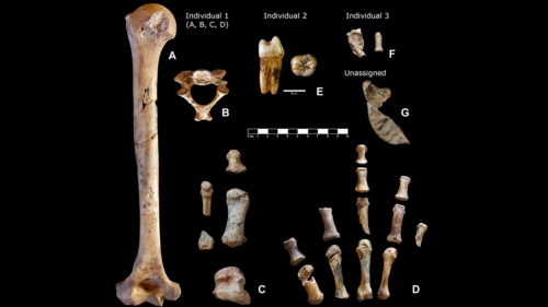 Mysterious box donated to museum turns out to contain ‘exceptional’ Neanderthal remains