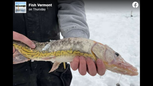 ‘Ugly fish’ caught in Vermont pond ignites debate. ‘Like it came out of an acid bath’