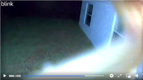 Weird creature seen wallowing on Florida doorbell camera. ‘Scared the heck out of me’