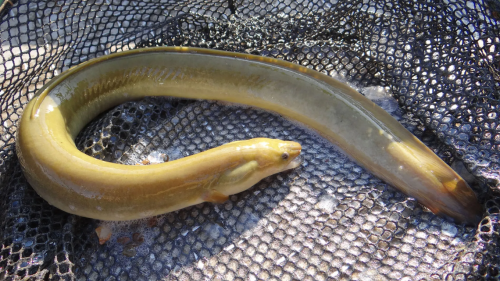 Boaters caught trying to smuggle over 110,000 live eels out of Puerto Rico, feds say