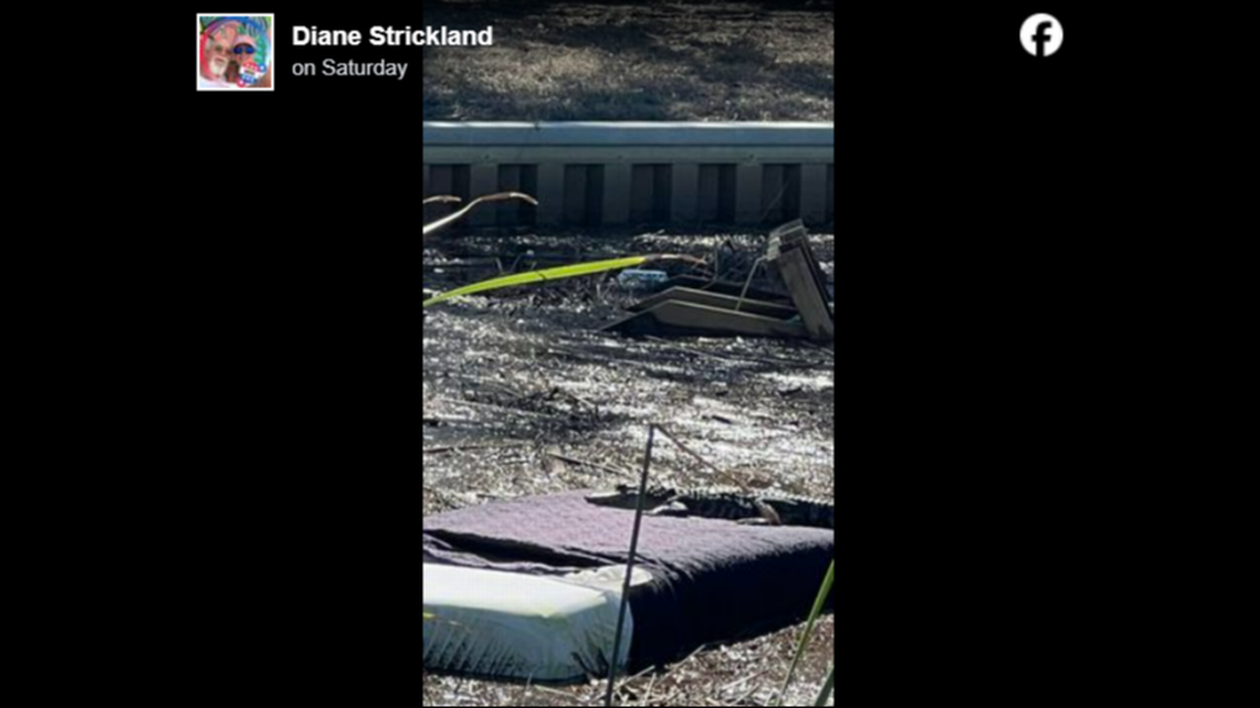 Alligator is photographed on floating bed in Florida and the jokes just keep coming Flipboard