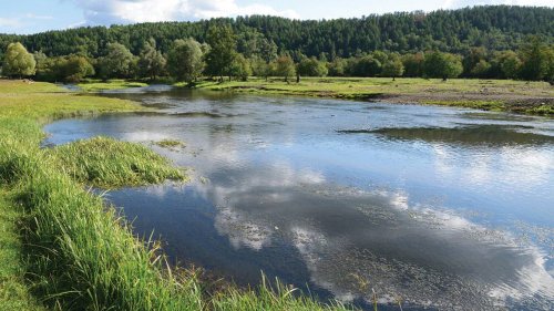 River creature — with silvery belly — found in Russia mountains. See new species