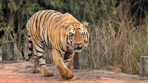 Maharashtra: Oldest tiger of Tadoba Andhari reserve found dead