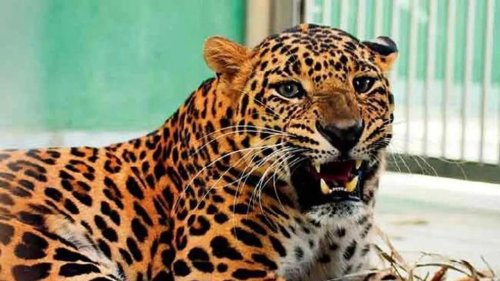 Mumbai: Leopard spotted resting in cattle shed surrounded by buffaloes in Aarey Milk Colony