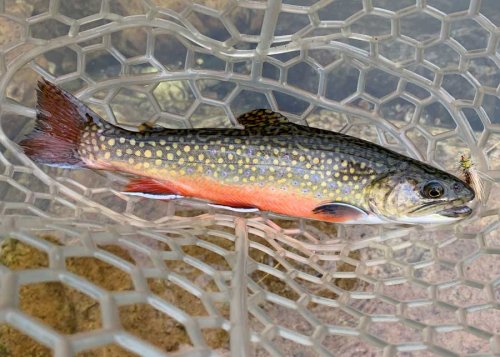 Brook Trout May Be More Adaptable to Climate Change Than Previously Thought | MidCurrent