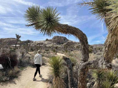 25 Awesome Things To Do in Joshua Tree National Park