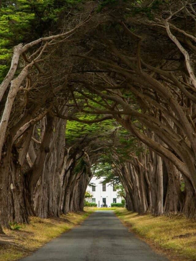 NATIONAL SEASHORE - cover