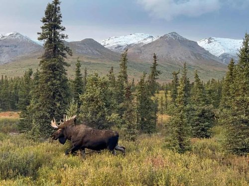 Journey Through Denali: A Traveler's Guide to Alaska's Crown Jewel