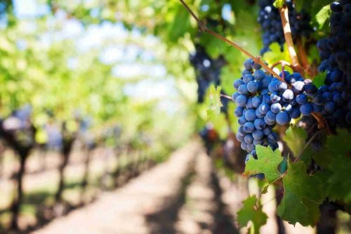 Savoring Napa: A Journey Through Wine Country