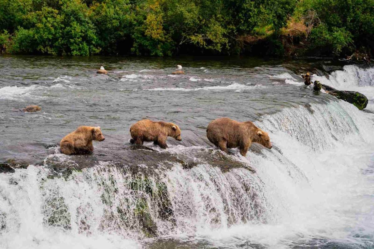 Are the 8 Alaska National Parks Worth the Journey?