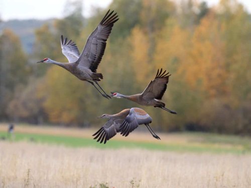 Binoculars Are Great, But This Tool Will Take Your Birding to the Next Level