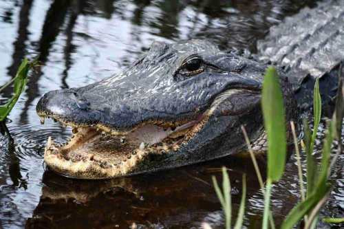 Paddle, Hike, Explore: Discovering Everglades National Park