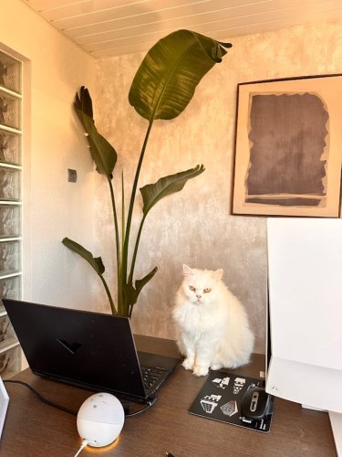 10 razones para decorar con plantas que no conocías