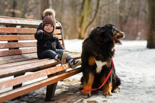 How Two Dogs May Have Foiled a Kidnapping