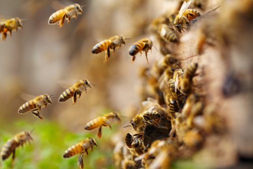 Claim: Honeybees, “Like Humans” Can Tell Odd vs. Even Numbers