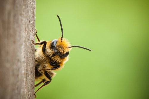 What Does It Mean To Say Bees “Feel and Think”?