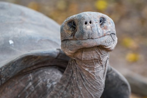 How Can the Two-Headed Tortoise Have Different Personalities?