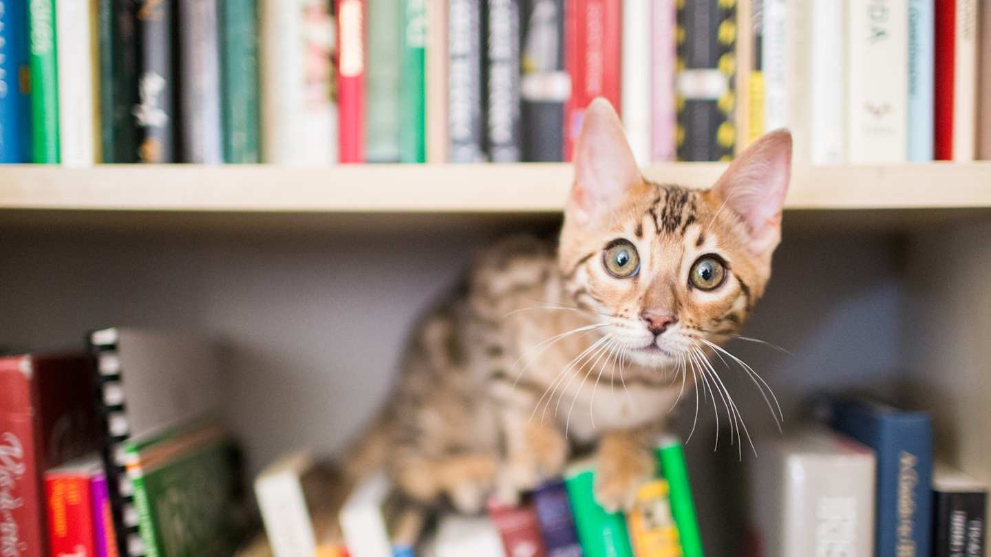 A Massachusetts Library System Will Let You Pay Fines With Cat Pictures