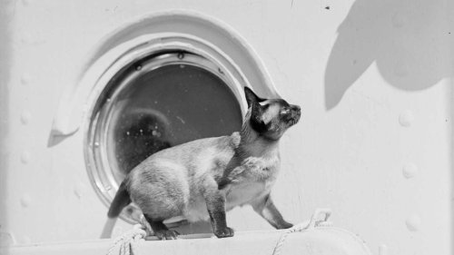 The Legend of Jenny, the 'Titanic' Cat Said to Have Predicted the Ship's Fate