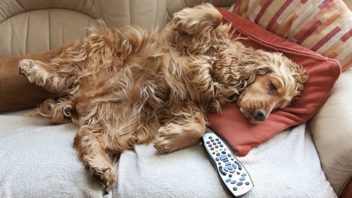 Why Do Dogs Steal Your Spot on the Couch as Soon as You Get Up? | Mental Floss
