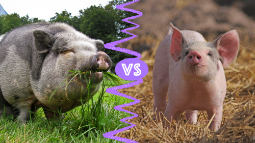 Pigs vs. Hogs: What’s the Difference?