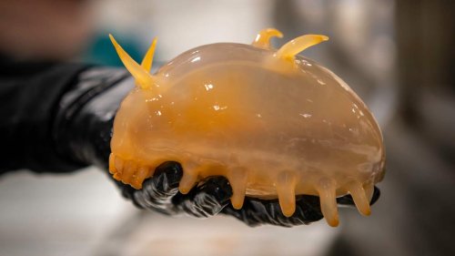Sea Pigs, Sea Spiders, and More Bizarre Creatures Collected Off Antarctica