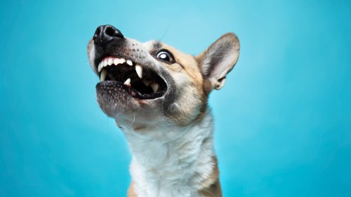 10 Expert Tips for Calming an Anxious Dog