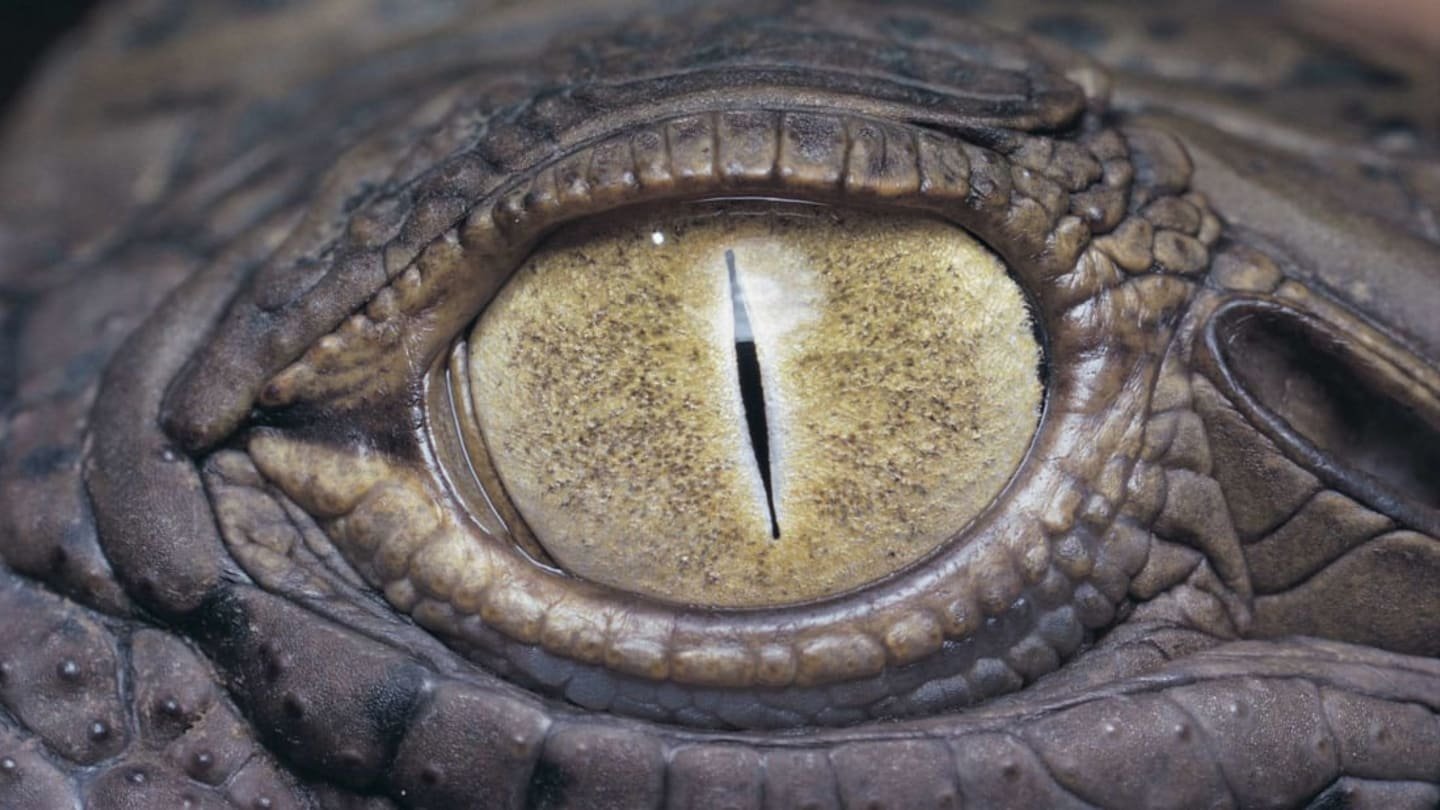 Gustave, the Killer Crocodile of Burundi | Mental Floss