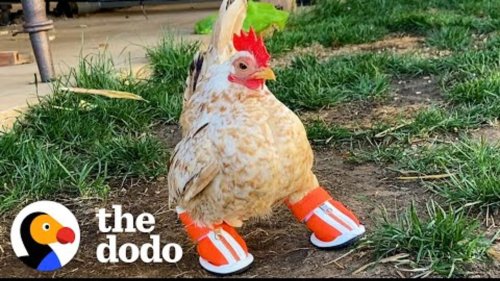 Nubz—a Tiny, Toeless Chicken—is Slaying the Internet With His Adorable Strut