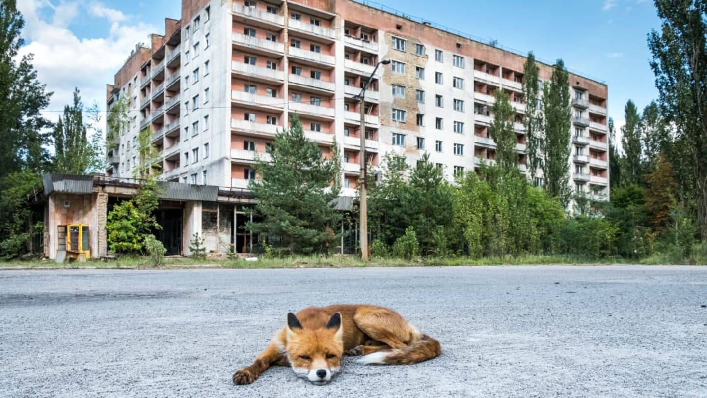 8 Facts About the Animals of Chernobyl | Mental Floss