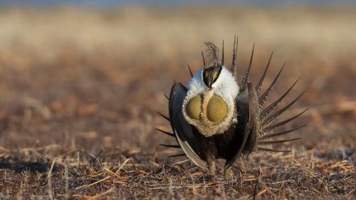 How Grand Teton National Park Is Using Papier-Mâché Birds to Protect the Greater Sage-Grouse
