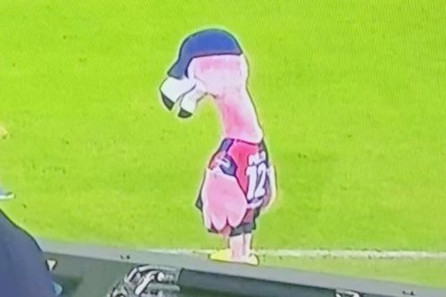 Perché Pully mascotte del Cagliari è un fenicottero