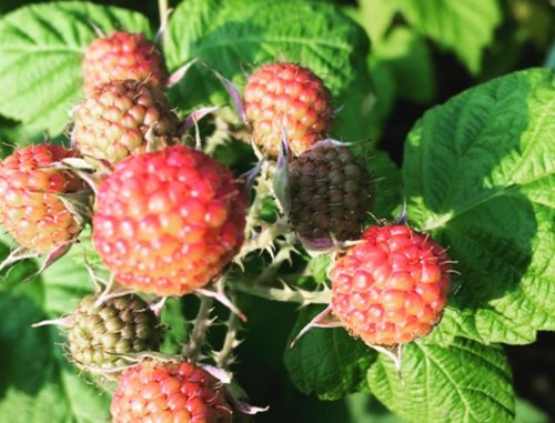 How to Grow Raspberry Bushes