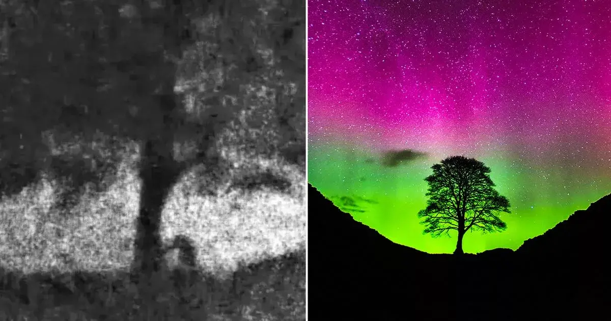 Sycamore Gap: Shocking video 'captures moment iconic tree chopped down with chainsaw'