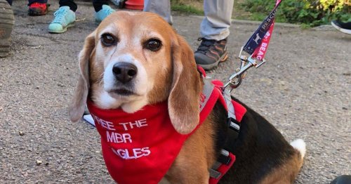 Terrified beagle saved from testing lab didn't even know what grass was