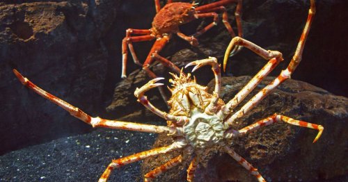 Giant red king crabs from Russia which can grow up to 6ft appear in UK waters