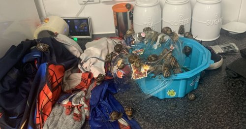Horrified mum finds 30 SNAILS on kitchen counter, in kettle and even in her laundry