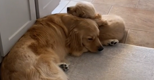 Golden retriever shares adorable embrace with tiny puppy - 'made my heart happy'