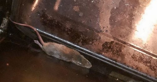 Horrified mum finds rat in oven while trying to cook dinner for her toddlers