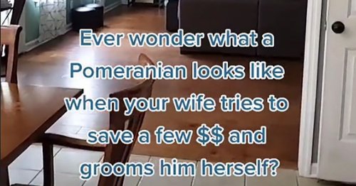 Pomeranian unrecognisable as wife tries to save money by grooming him at home