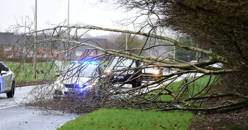 Woman, 60, killed by falling tree in gale-force winds as Storm Malik sweeps UK