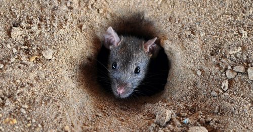 Experts share four 'effective' ways to keep rats out of your garden - without poison