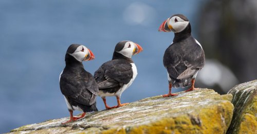 Beautiful UK seaside town is home to puffins, otters and even occasional sharks