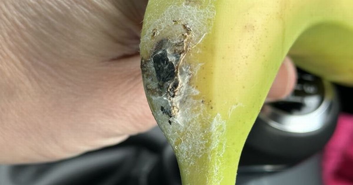 UK shopper makes creepy discovery in her supermarket bananas