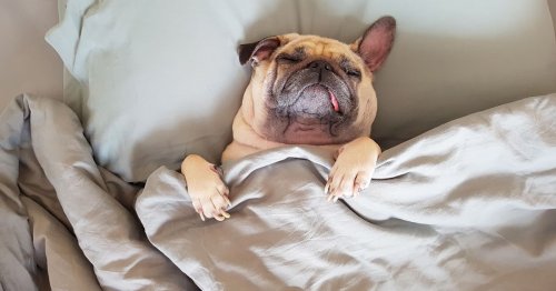 The real reason dogs sleep on their owners' pillows as TikTok theory goes viral